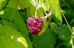 red fresh Raspberries on a bush close-up on a blurred background