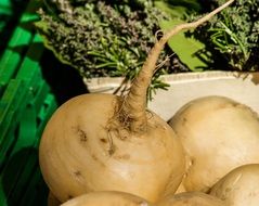 Ripe raw turnip from the garden