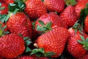 juicy ripe red strawberries