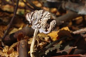 Mushrooms Dry