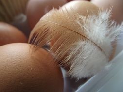 Beige Chicken Eggs and feather