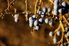 Black berries on the black thorn plant