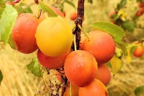 Yellow fresh Plums on branches