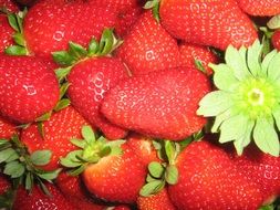 ripe red strawberries