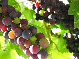 unripe grapes on a branch on a ranch