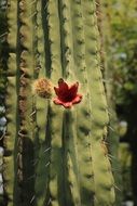 closeup view of red fresh bud on a cactus