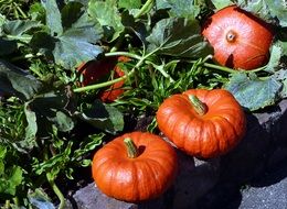 orange pumpkins in the garden on a sunny day