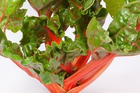 fresh healthy chard