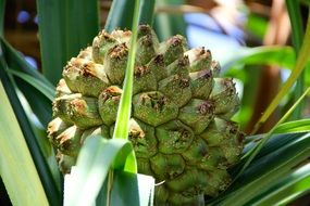 tropical fruit in central america