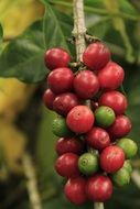 coffee beans on the bush
