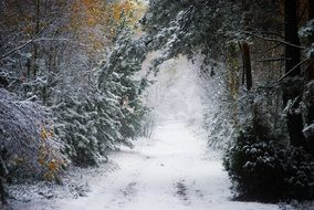 snow in the woods in winter