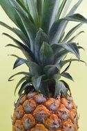 ripe Fresh Pineapple, detail