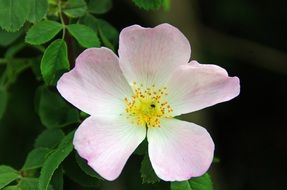 pink open flower of Wild Rose