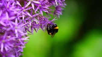 bumblebee on purple inflorescences