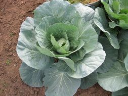 Organic cabbage in a garden