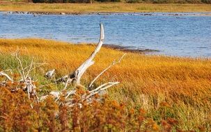 swamp vegetation
