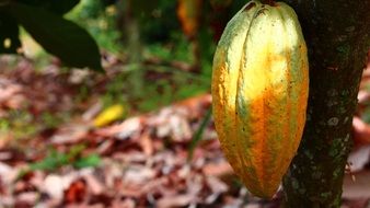 ripe cocoa bean on the tree