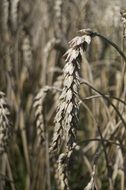 dry wheat ears in field