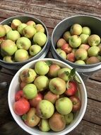 harvest of ripe apples in buckets