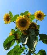 blooming sunflower against the blue sky in summer