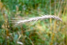 Cereals in the summer close-up on blurred background