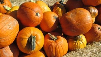 harvest of ripe pumpkins in the sunlight
