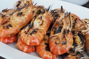 Grilled Shrimp in a white plate close up
