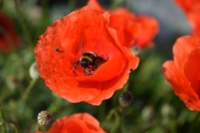 insect in red poppy