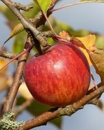 Harvest of ripe red apples