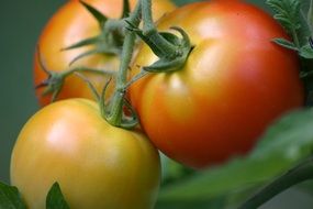 unripe tomatoes on a branch