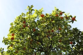 Tangerines Tree on the sunny scene