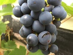 Delicious blue grapes