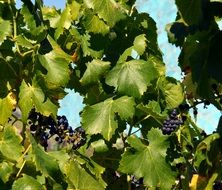 Grape Vine with Blue Grapes