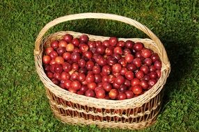 big Basket with delicious Plums