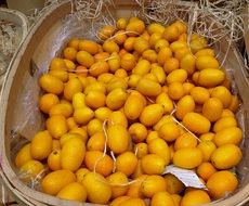 Citrus Kumquats in a large bowl