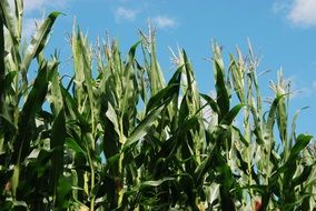 green corn stalks on the field