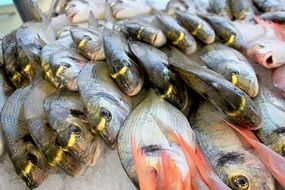 fish on the counter in the market close-up