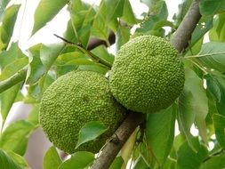 two exotic green fruits on a tree close-up