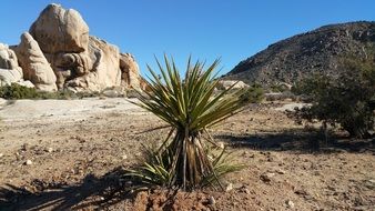 green plant in the desert