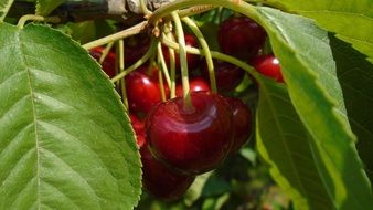 bright red cherries on the green branch