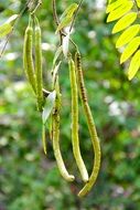 exotic fruit in the tropical forest of central america