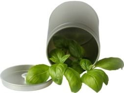 fresh Basil in jar