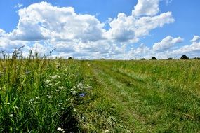 Landscape of large green meadow