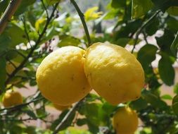 organic lemons on the tree