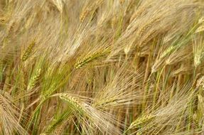 agricultural barley field