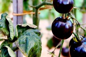 Picture of black Tomatoes