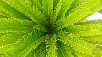 Green palma leaves