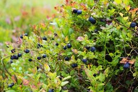 Healthy blueberries grow in the wildlife