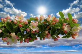 Spring Apple Blossom branch sky aback