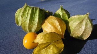 Yellow cape gooseberry fruit has sweet taste